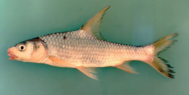 Cyclocheilichthys enoplus (Bleeker, 1850)